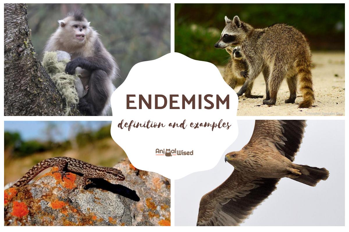What Is an Endemic Species?