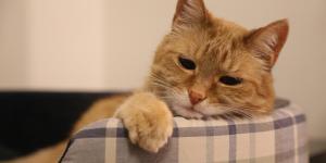 Can Cats with Leukemia Be Around Other Cats?