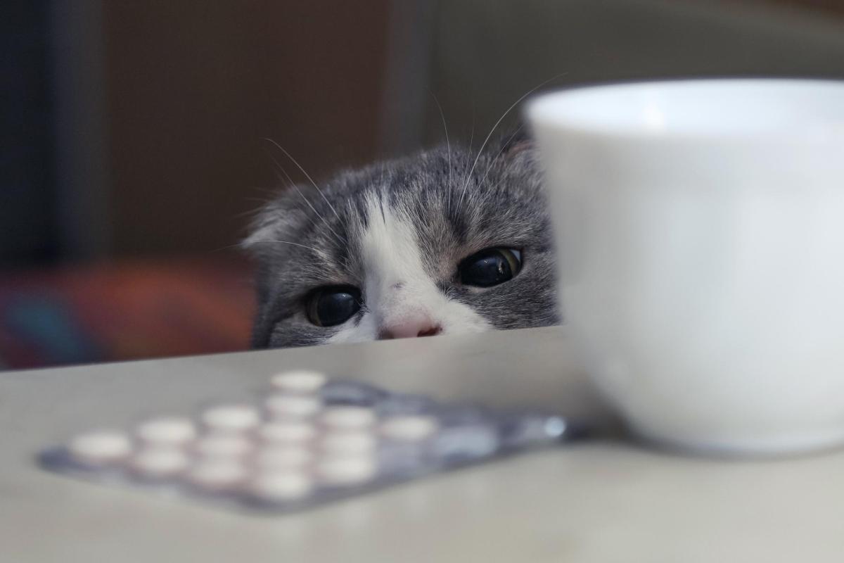 Drugs that are Toxic to Cats