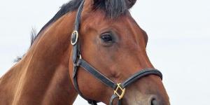 How are Horses Classified into Types?