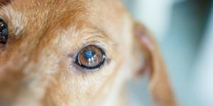 My Dog's Eye Has a Blue Tint - Nuclear Sclerosis in Dogs