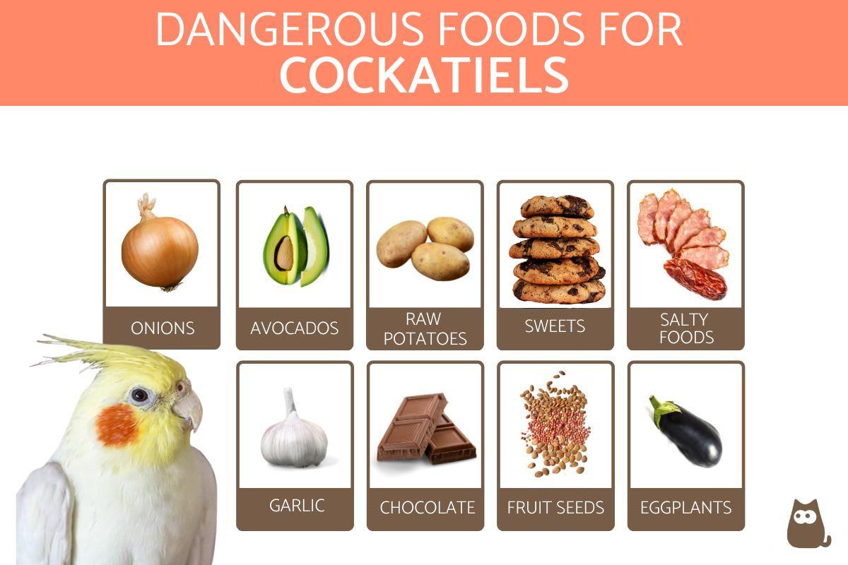 Forbidden Foods for Cockatiels
