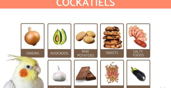 Forbidden Foods for Cockatiels