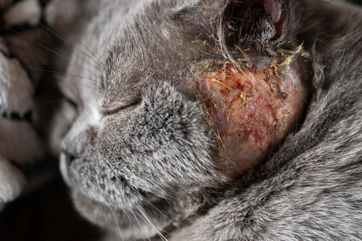 Pyoderma in Cats - Causes, Symptoms And Treatment