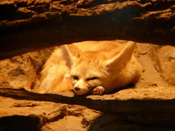 Types of Adaptations of Animals - Examples of adaptations in animals