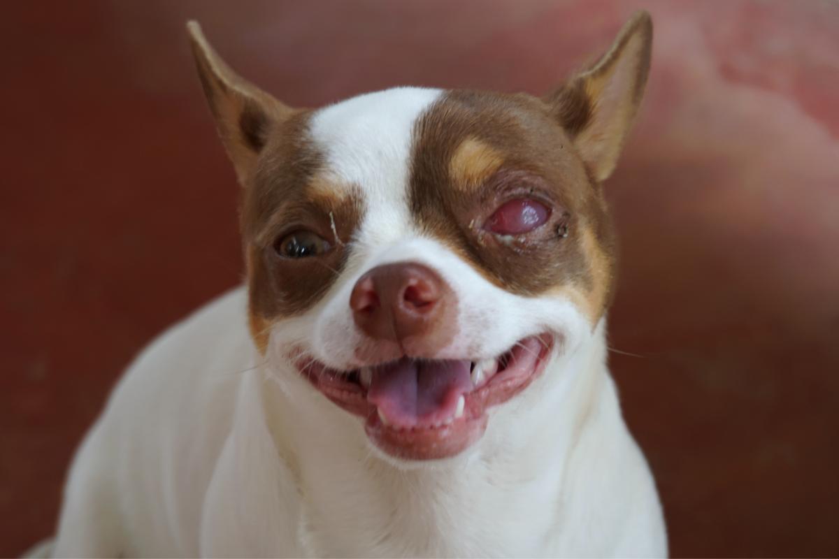 Microphthalmia in Dogs - Signs and Treatment