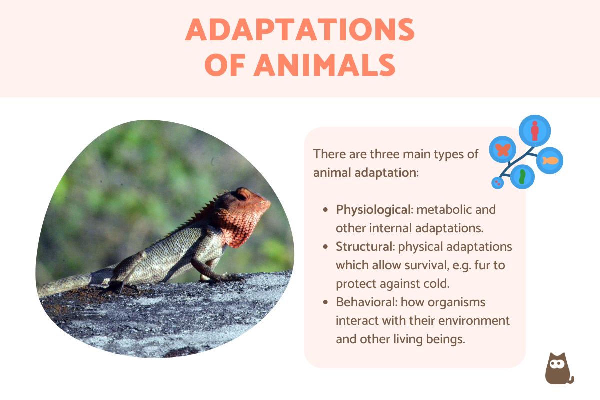 Types of Adaptations of Animals