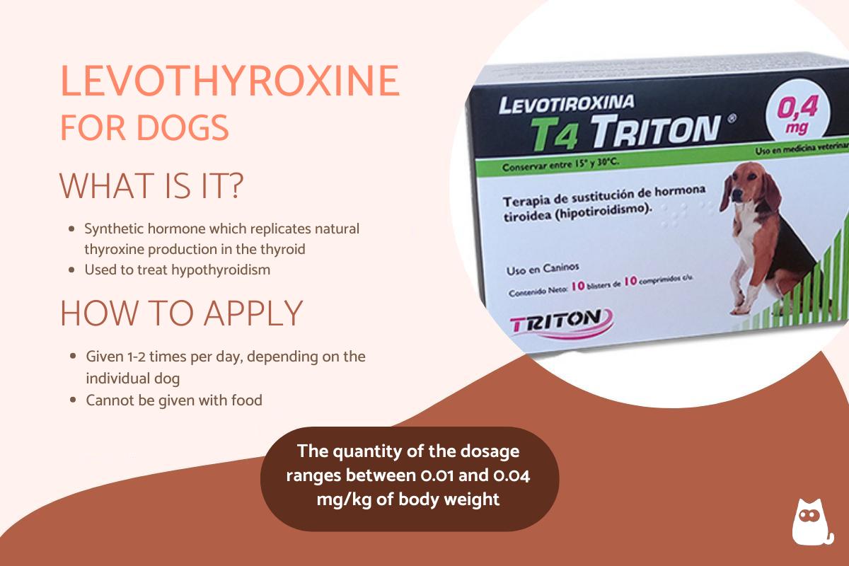 Levothyroxine for Dogs - Uses, Dosage and Side Effects