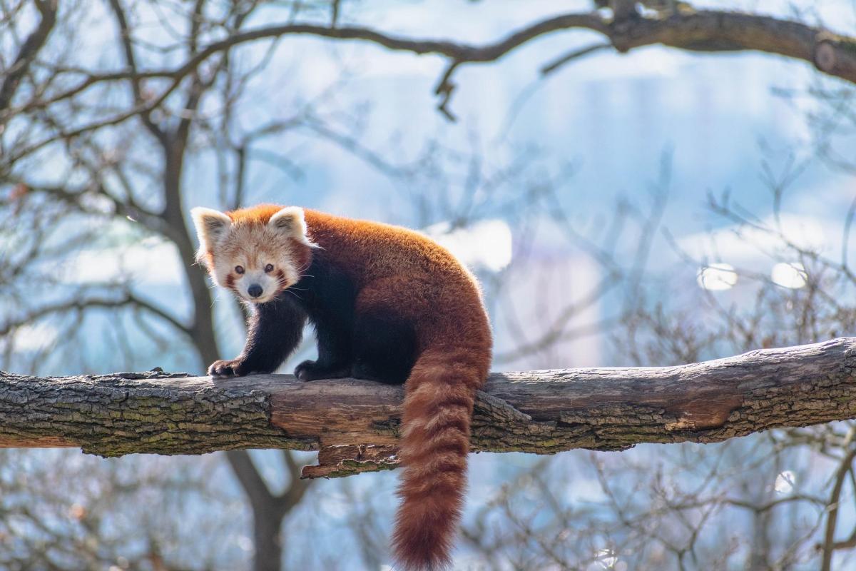 Why Is the Red Panda Endangered?