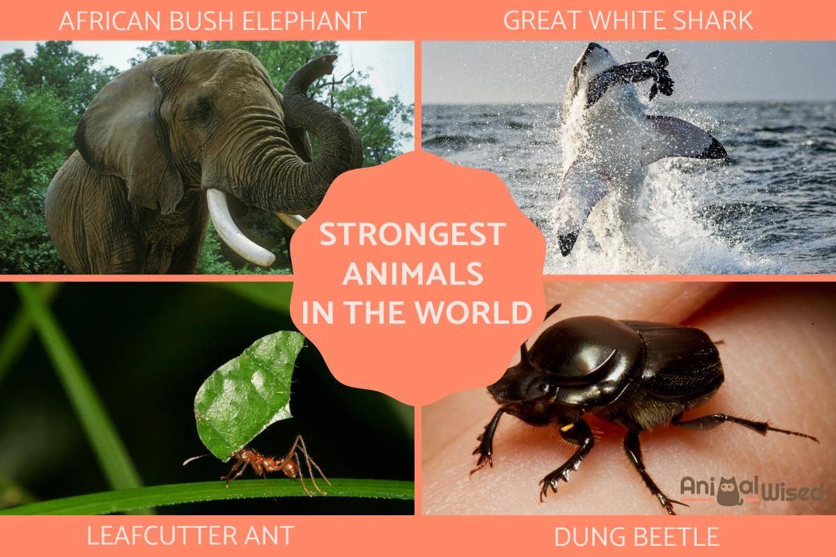 Top 15 Strongest Animals on Earth - Photos and Main Characteristics