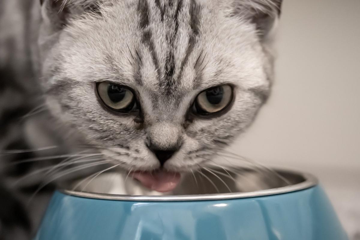 Do Cats Need Wet Food or Is Dry Cat Food Enough?