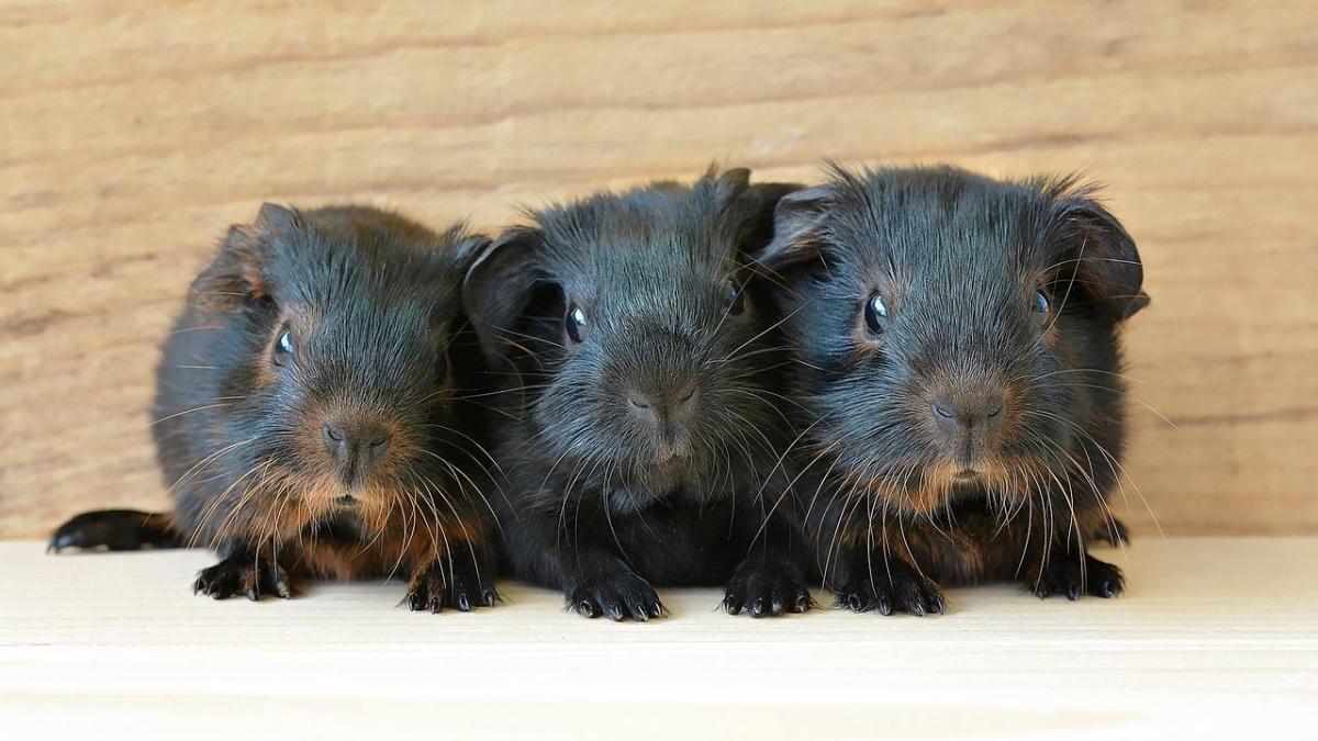 How to Tell the Difference Between a Male and Female Guinea Pig?