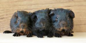 How to Tell the Difference Between a Male and Female Guinea Pig?