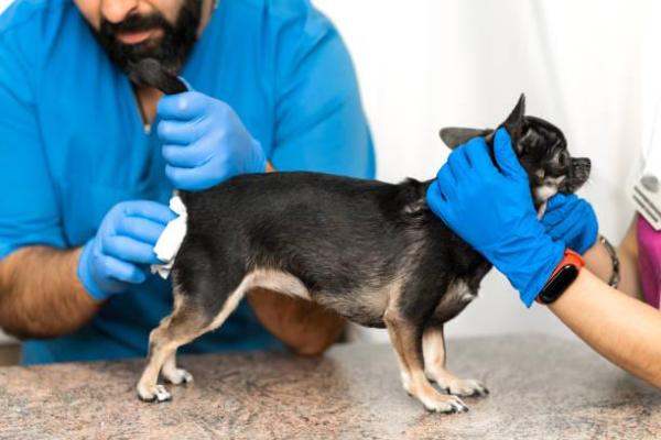 What Is Anal Sacculitis in Dogs? - Treatment of sacculitis in dogs