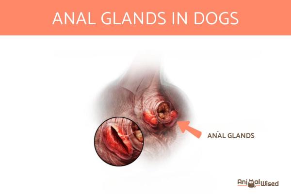 What Is Anal Sacculitis in Dogs? - What is sacculitis in dogs? 