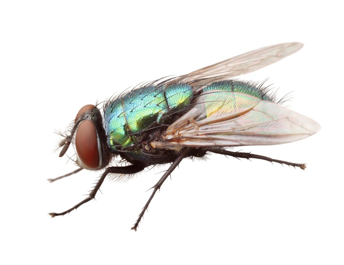 Are Blue Bottle Flies Dangerous? Health Issues, Infestation and Control