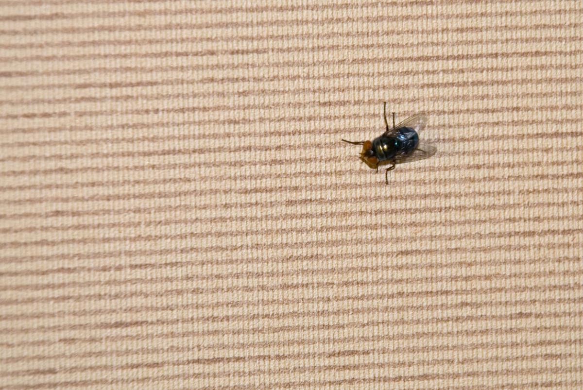 Are Blue Bottle Flies Dangerous?