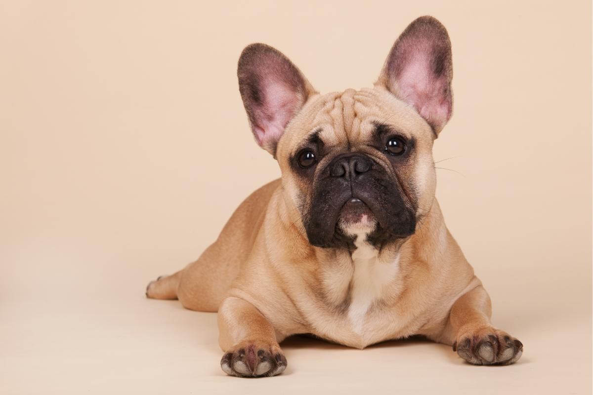 Common Health Issues Affecting French Bulldogs