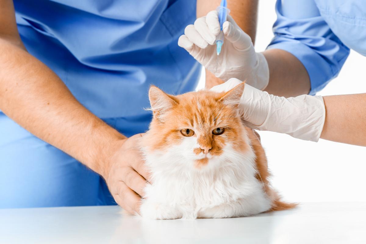 Leukemia Virus Vaccine for Cats