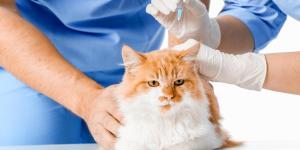 Leukemia Virus Vaccine for Cats