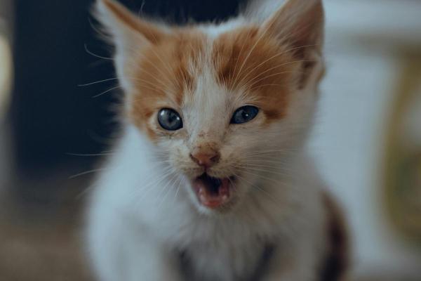 Types of Cat meows and Their Meanings - 2. Loud meow directed at you