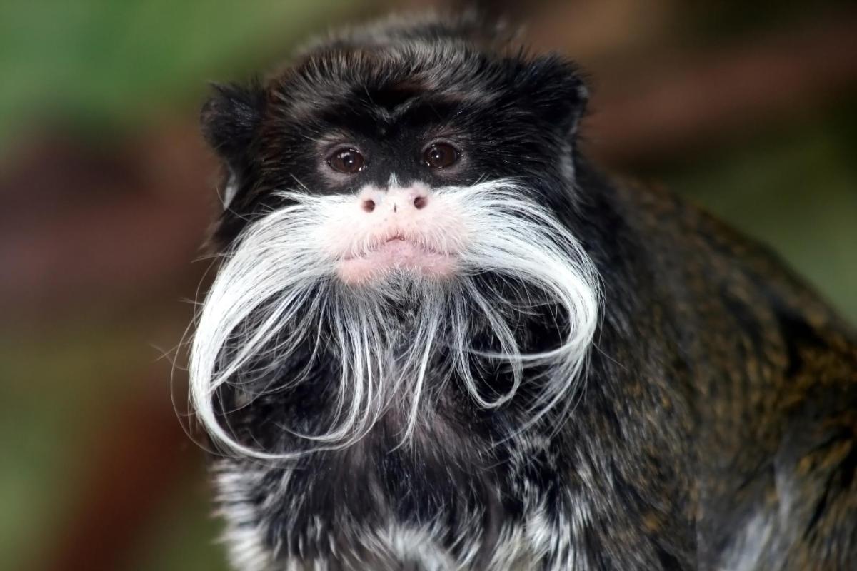 Can You Have a Monkey as a Pet?