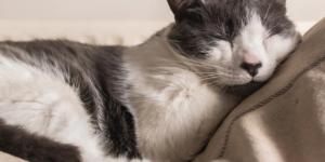 How Long Does a Cat Sleep per Day? - Cat Sleeping Behavior