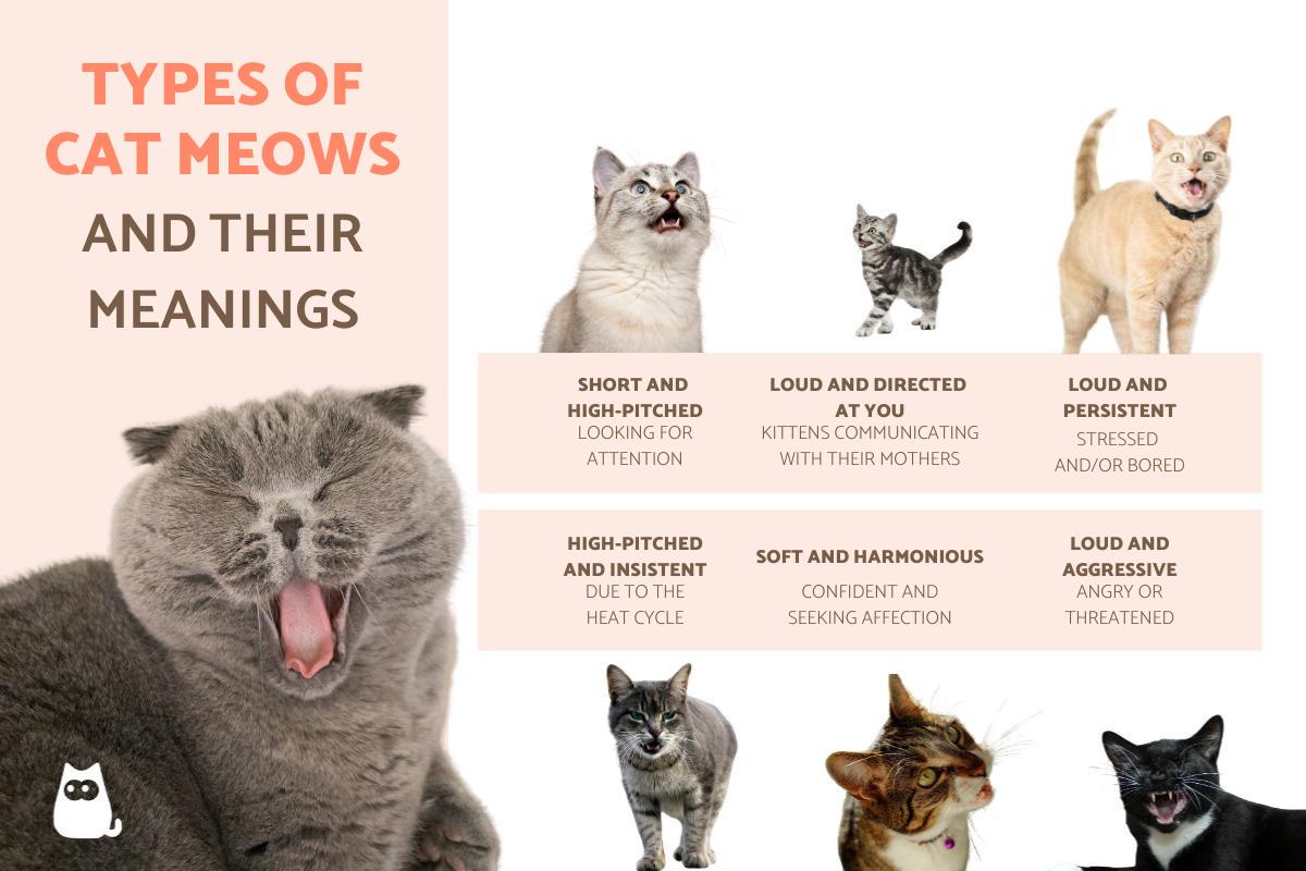 Types of Cat meows and Their Meanings