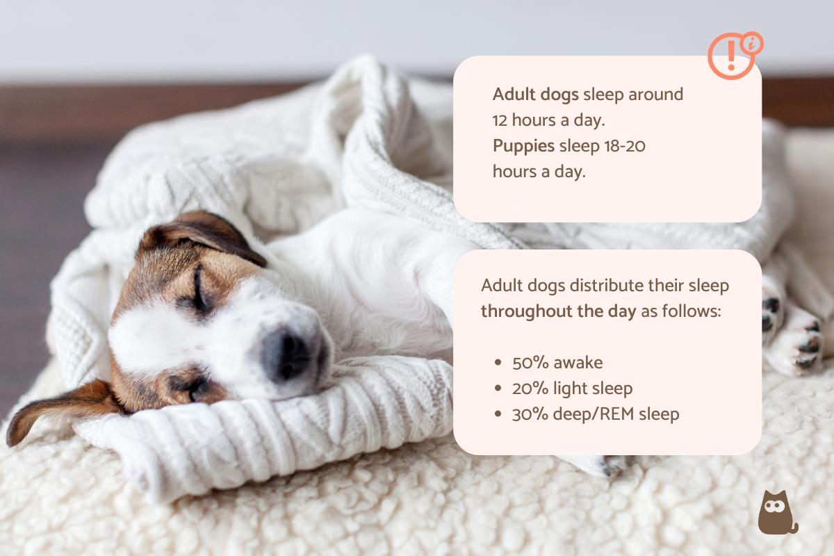 How Many Hours a Day Does a Dog Sleep?