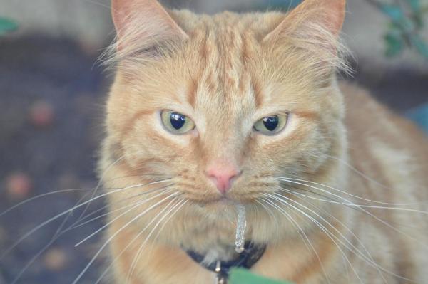 Why Does My Cat Drool When I Give Them Medicine?