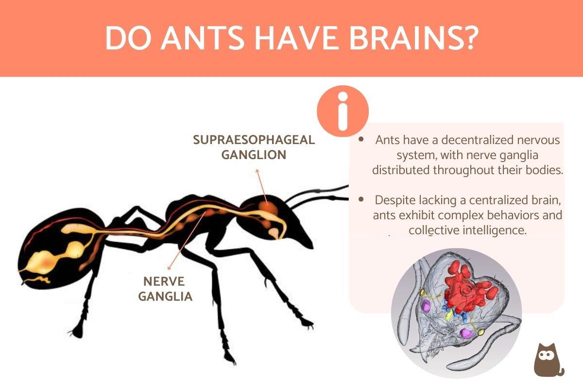 Do Ants Have Brains Like Us?