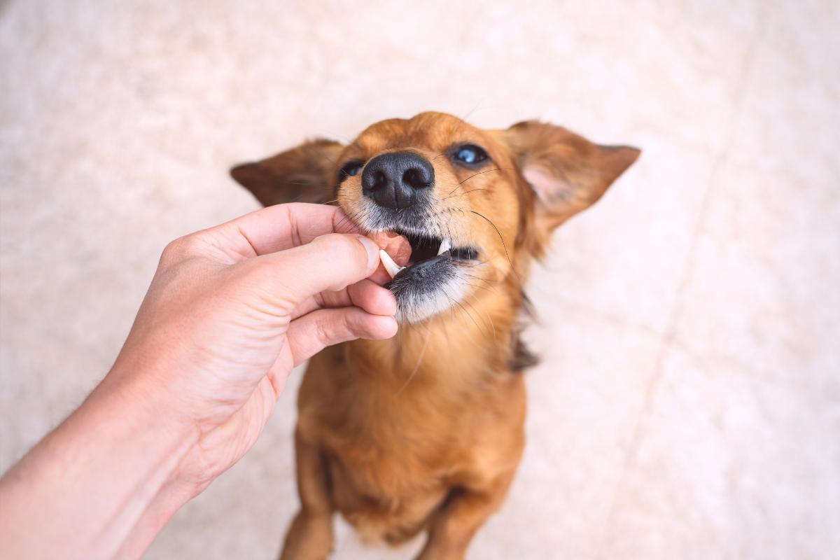 why-my-dog-only-eats-from-my-hands-5-causes-and-solutions