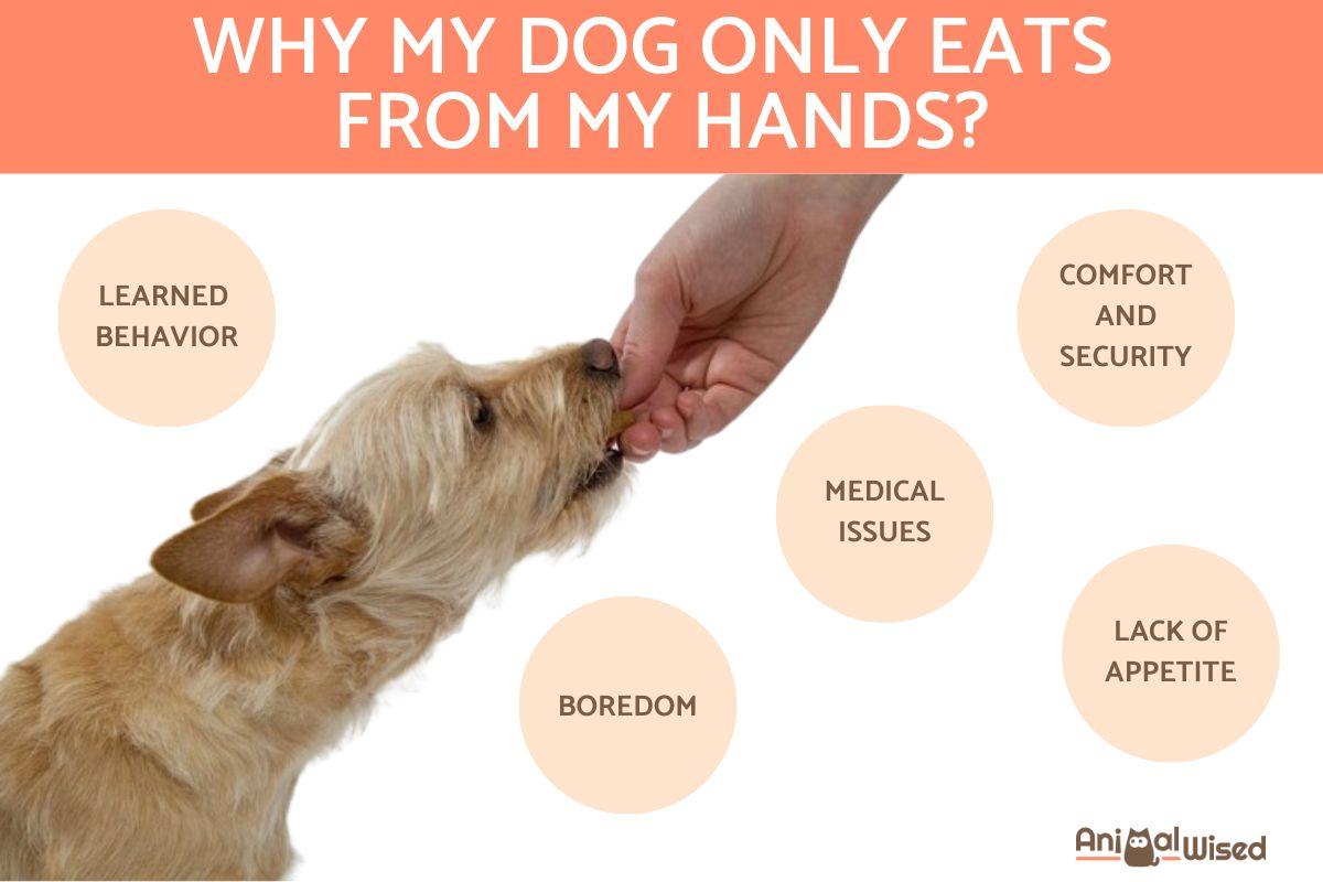 Why My Dog Only Eats From My Hands?