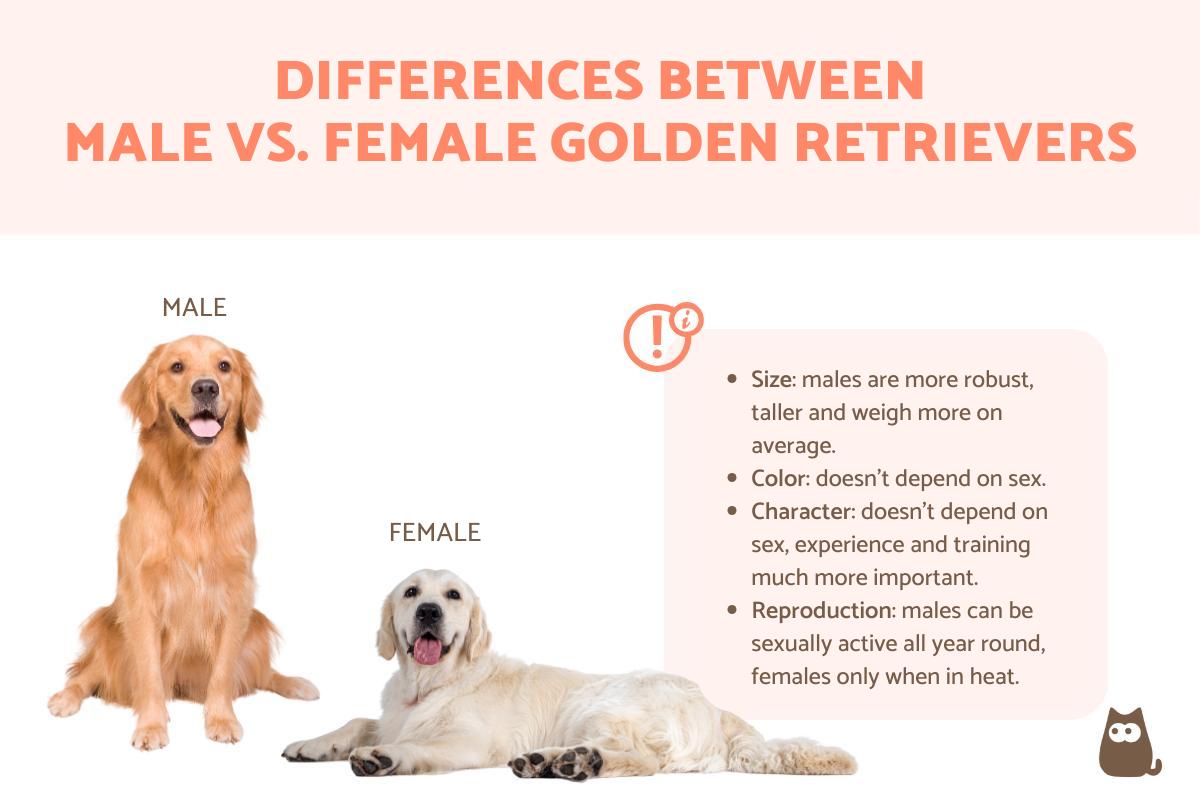Female vs. Male Golden Retriever Differences