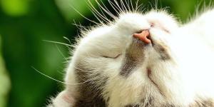 Greasy Fur in Cats - Causes and Home Remedies