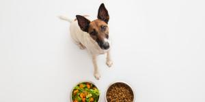 Dietary Fiber for Dogs - Importance, Recommended Foods and Supplements