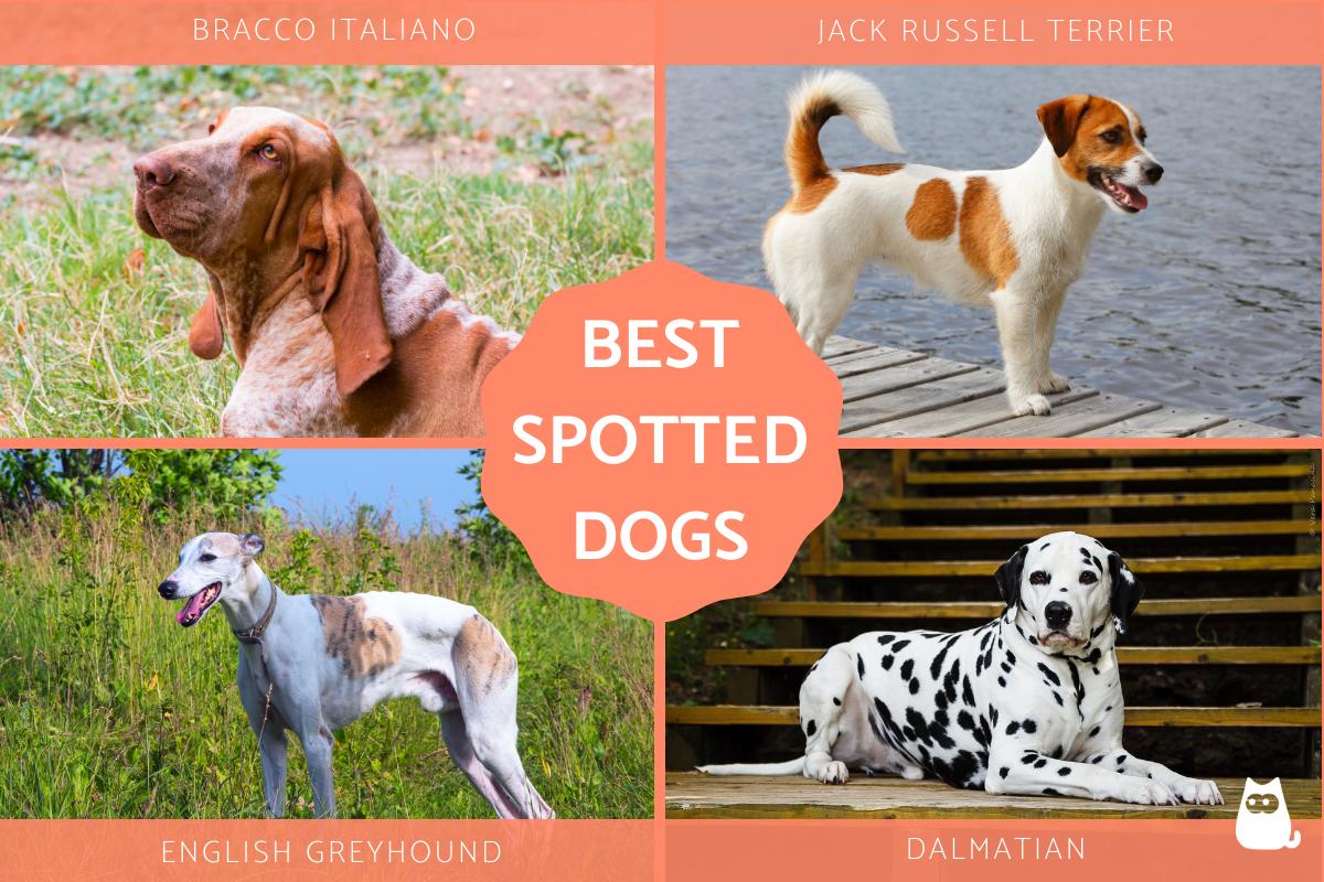 Best Spotted Dog Breeds