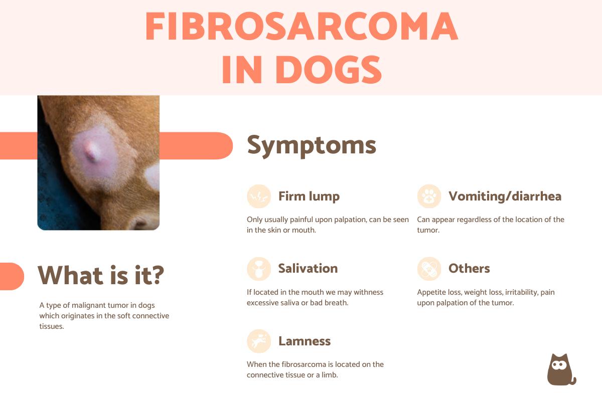 Fibrosarcoma in Dogs - Causes and Treatment With Pictures