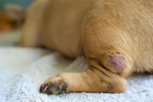 Fibrosarcoma in Dogs - Causes and Treatment With Pictures