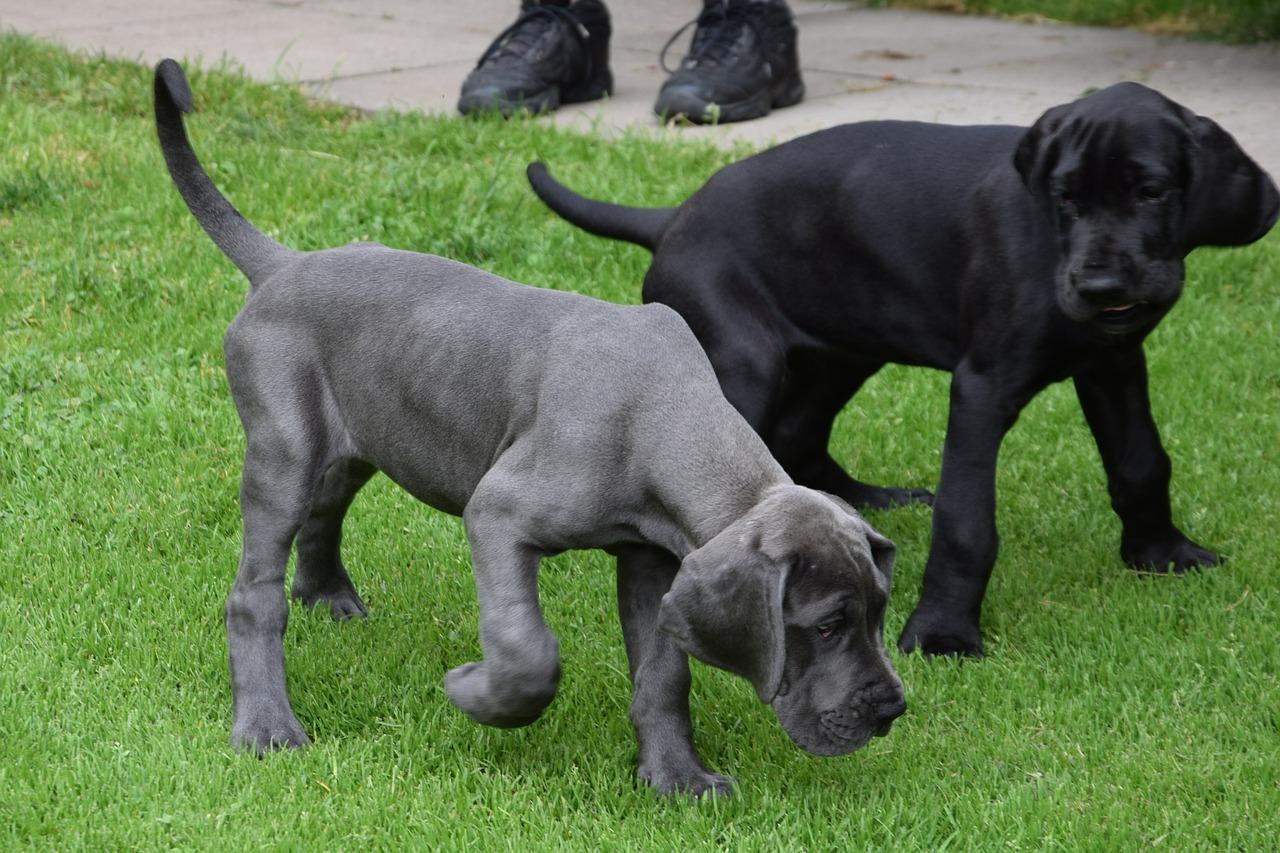 how much should a great dane puppy eat