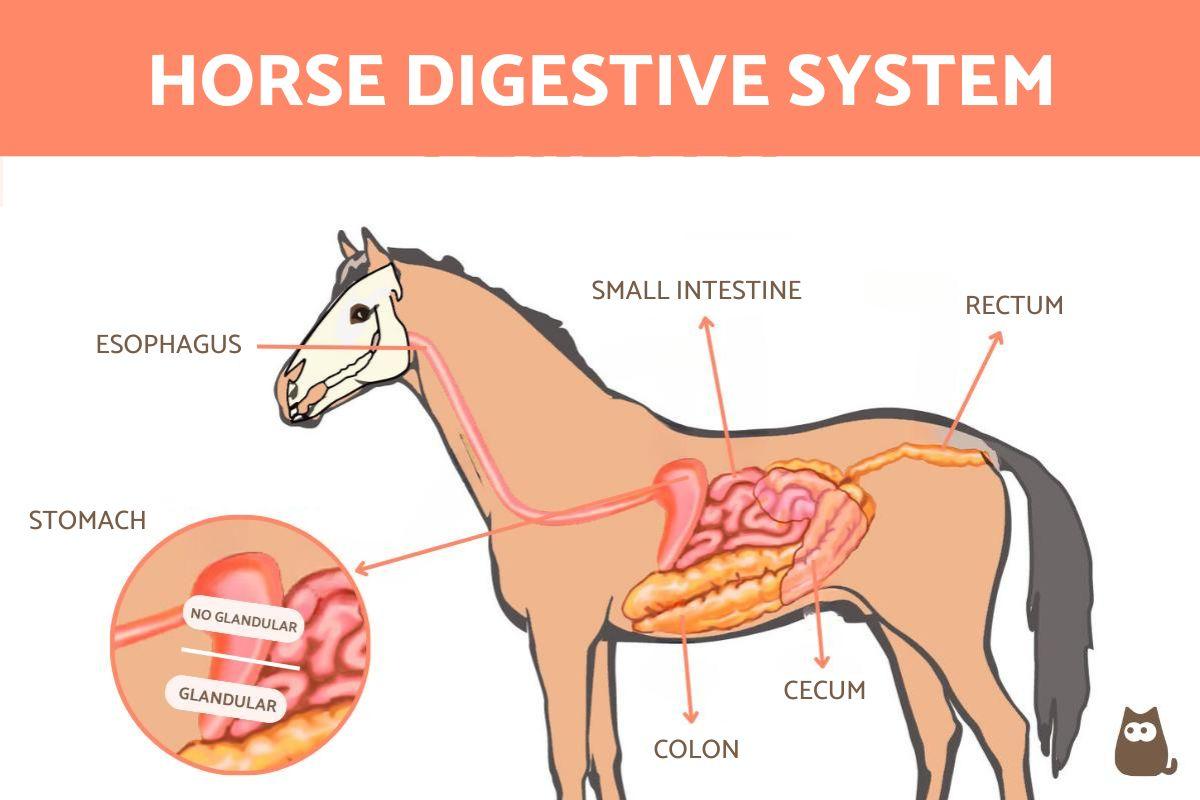 How Does the Horse Digestive System Work?
