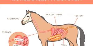 How Does the Horse Digestive System Work?