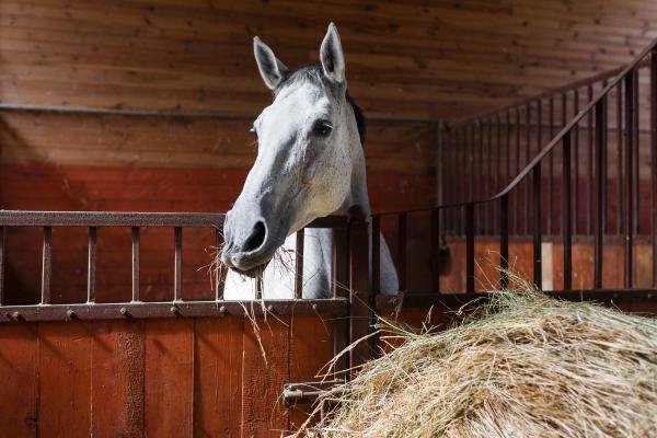 How Does the Horse Digestive System Work? - Large intestine