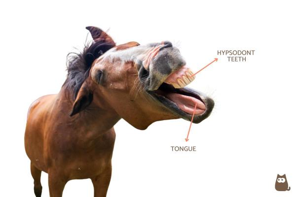 How Does the Horse Digestive System Work? - Mouth and teeth