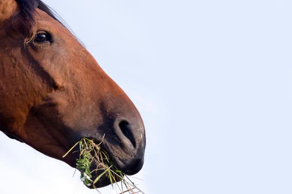 How Does the Horse Digestive System Work? - Stomach