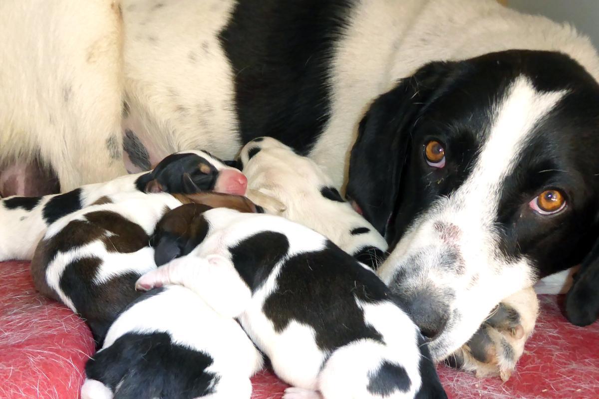 Eclampsia in Dogs - Causes and Treatment
