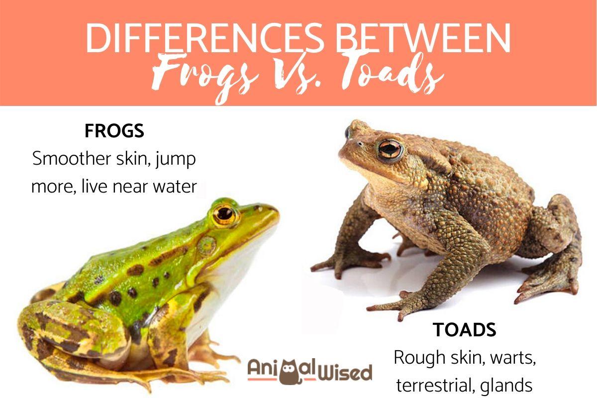 Frog Vs. Toad - What is the Difference?