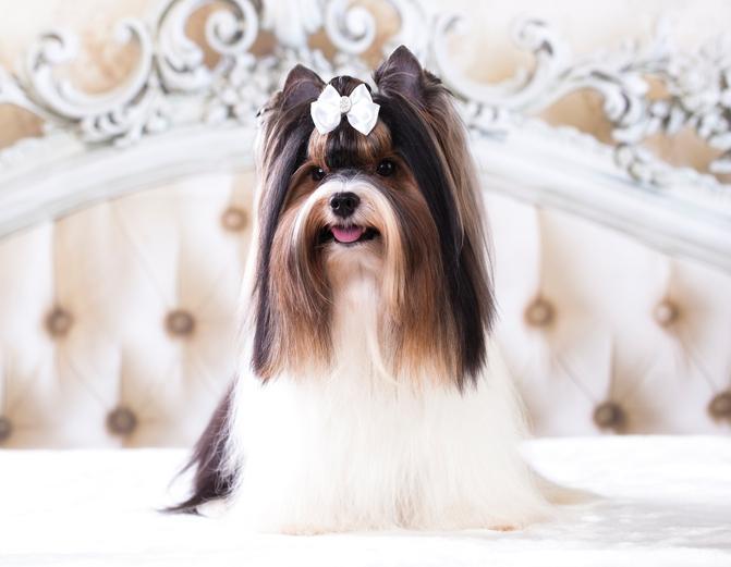 Matted dog hair remedy cheap