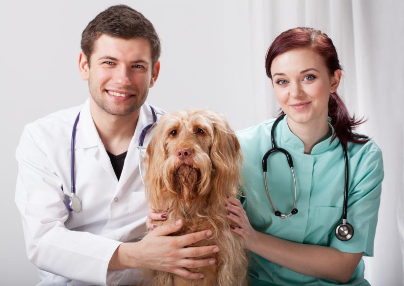 Home Remedies for Matted Dog Hair Guide and Tips