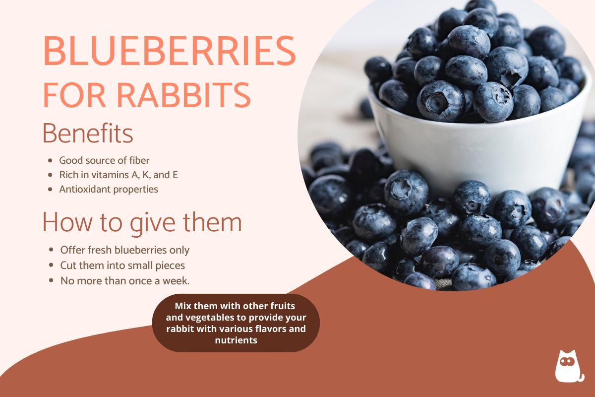 Can Rabbits Eat Blueberries?